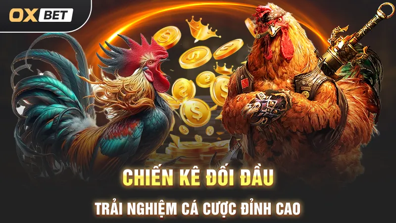 chiến kê đối đầu