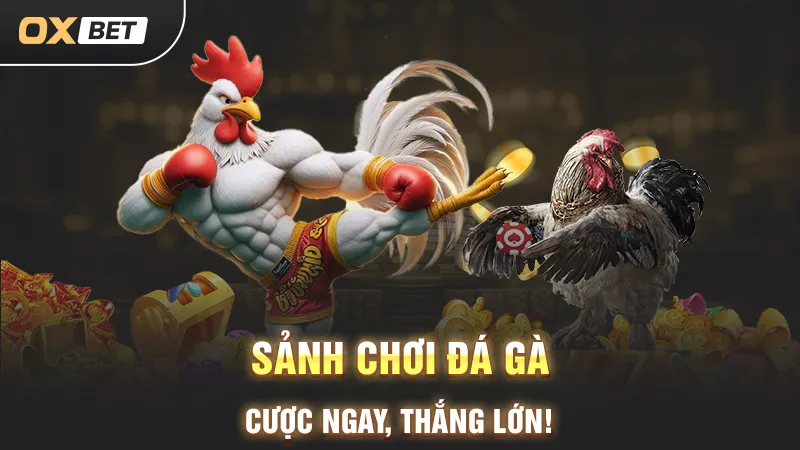 sảnh cược đá gà